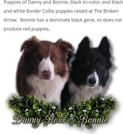 Puppies of Danny and Bonnie, black tri-color, and black and white Border Collie puppies raised at The Broken Arrow.  Bonnie has a dominate black gene, so does not produce red puppies.