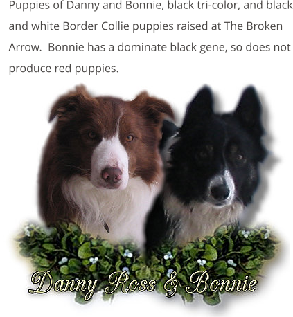 Puppies of Danny and Bonnie, black tri-color, and black and white Border Collie puppies raised at The Broken Arrow.  Bonnie has a dominate black gene, so does not produce red puppies.